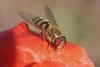 Syrphus sp.